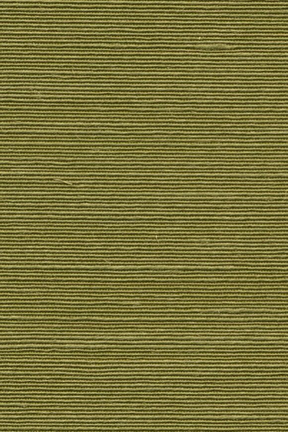 Agave Olive