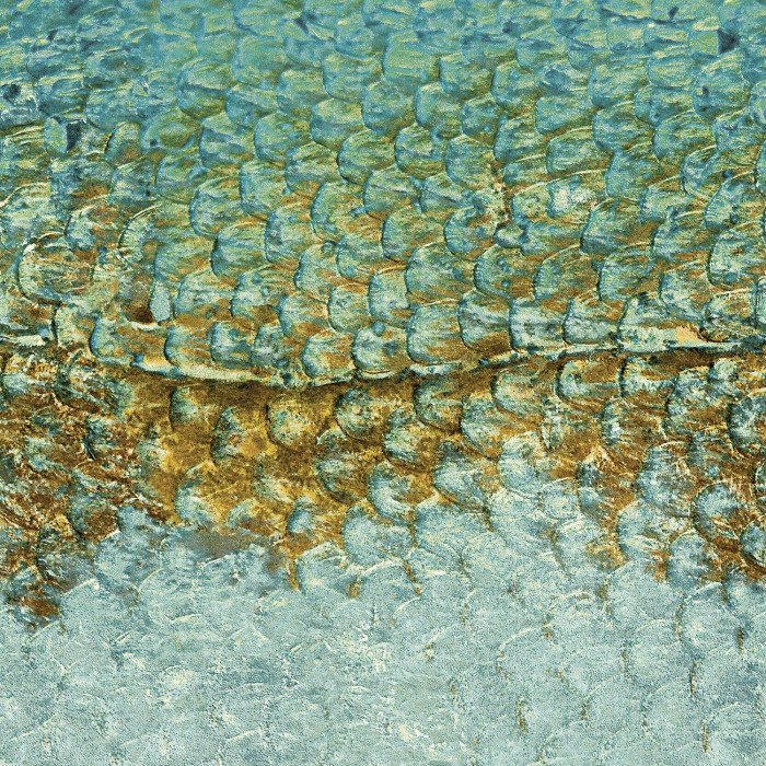 Scales_m Lichen Scales_m Lichen