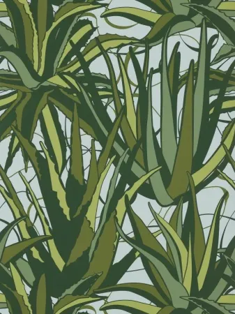 Agaves Tropical Agaves Tropical