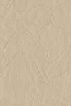 Shards Camel Shards Camel