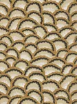 Arlesienne Noix