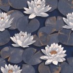 Nymphea Bleu encre